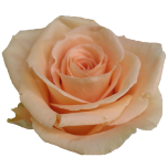 Peach Wave Rose d'Equateur Ethiflora